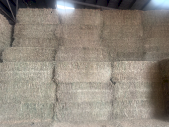 215mt Barley Hay 600-615kg 8x4x3 Bales
