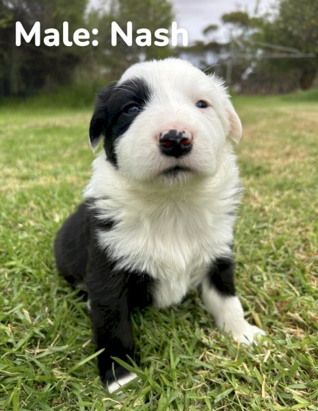 Purebred Border Collie Puppies x 5