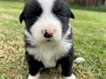 Purebred Border Collie Puppies x 5