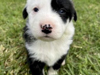 Purebred Border Collie Puppies x 5
