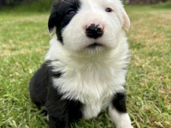 Purebred Border Collie Puppies x 5