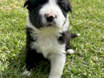 Purebred Border Collie Puppies x 5