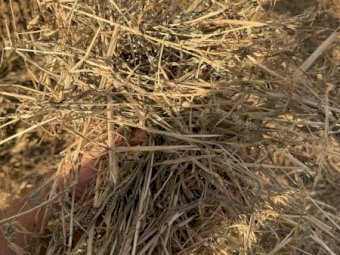Millet Hay Round Bales x 300