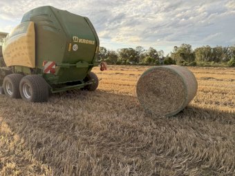 Millet Hay Round Bales x 300