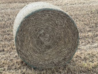 Millet Hay Round Bales x 300