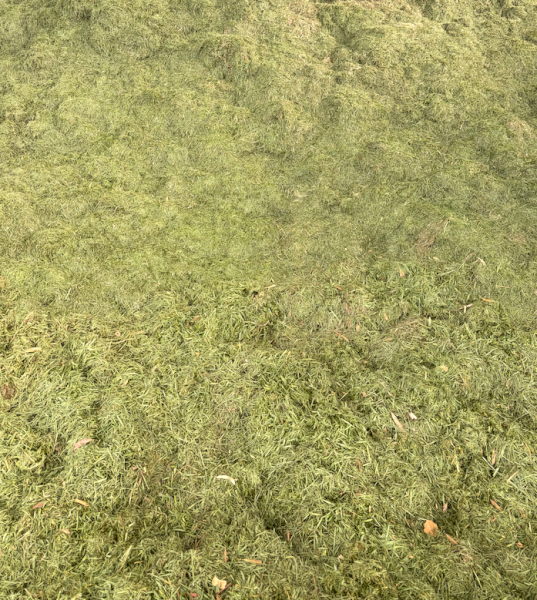 800mt + Racecourse Grass Silage