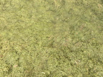 800mt + Racecourse Grass Silage