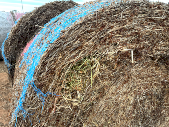100 x Balansa Clover Hay Round Bales