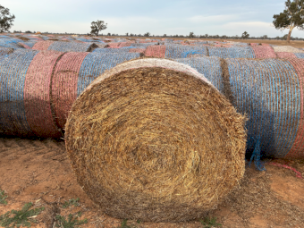 100 x Balansa Clover Hay Round Bales