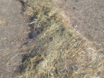 100 x Balansa Clover Hay Round Bales