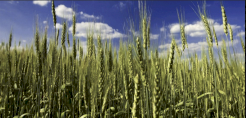 SOA - Ex Geelong - Available now