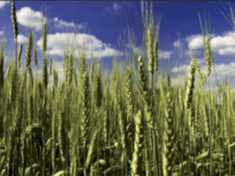 SOA - Ex Geelong - Available now