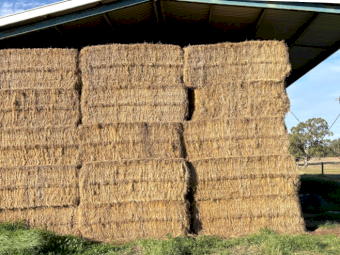 60mt Pasture Hay 550kg 7.6x4x3 Bales