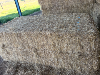 60mt Pasture Hay 550kg 7.6x4x3 Bales