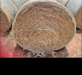 Beardless Wheaten Hay 5x4 Bales