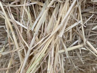 Beardless Wheaten Hay 5x4 Bales
