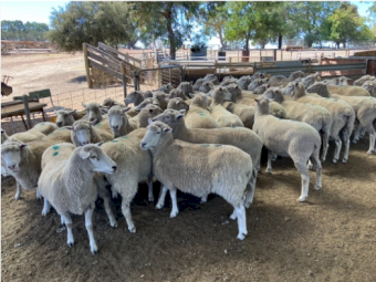 480 Fine x Ewes SIL at 160% to WS Rams