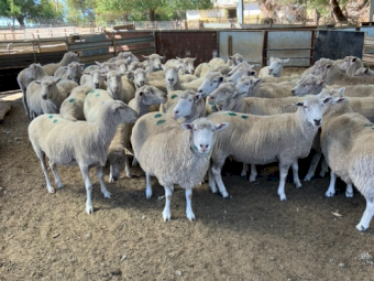 480 Fine x Ewes SIL at 160% to WS Rams