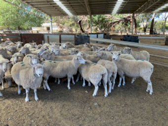 480 Fine x Ewes SIL at 160% to WS Rams