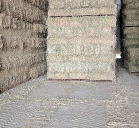600 Small square Bales Prime Oaten Hay