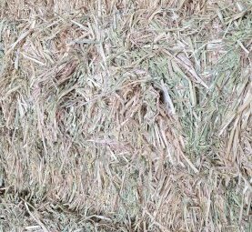600 Small square Bales Prime Oaten Hay