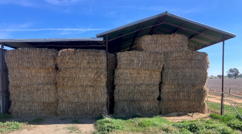 100mt Barley Hay 650kg 8x4x3 Bales