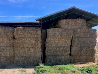 100mt Barley Hay 650kg 8x4x3 Bales