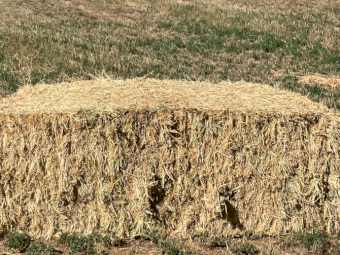 100mt Barley Hay 650kg 8x4x3 Bales