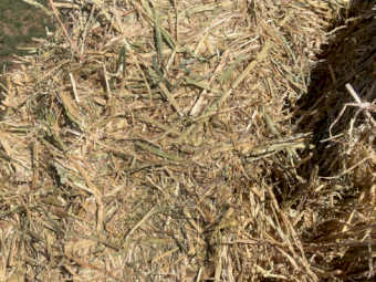 100mt Barley Hay 650kg 8x4x3 Bales
