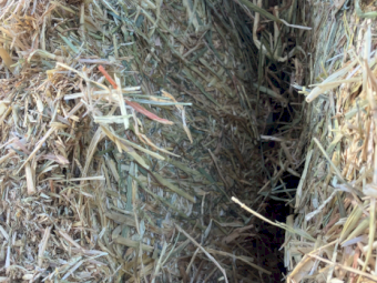100mt Barley Hay 650kg 8x4x3 Bales