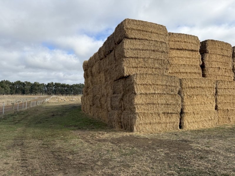 900 m/t Ryegrass Straw