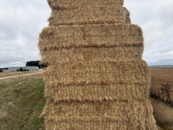 900 m/t Ryegrass Straw