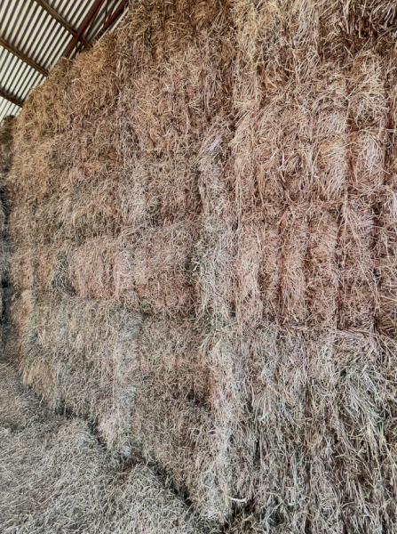 50mt Pasture Hay 550kg 8x4x3 Bales