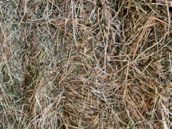 50mt Pasture Hay 550kg 8x4x3 Bales