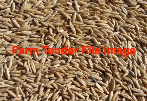 60mt Archer Oat Seed
