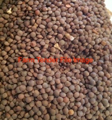 3mt Kelpie Lentil Seed