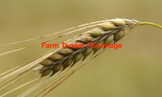 250mt BAR1 Barley