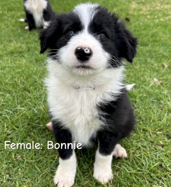 Purebred Border Collie Puppies x 4
