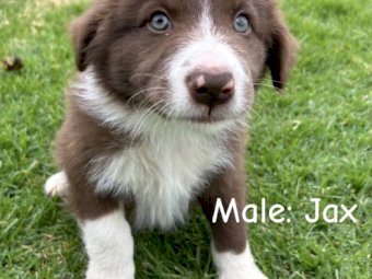 Purebred Border Collie Puppies x 4