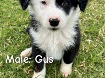 Purebred Border Collie Puppies x 4