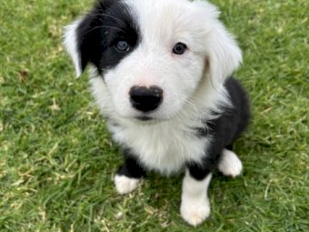 Purebred Border Collie Puppies x 4