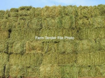 500 x Ryegrass, Oats, Clover and Vetch blend Hay 290kg 3x3x2 Square Bales