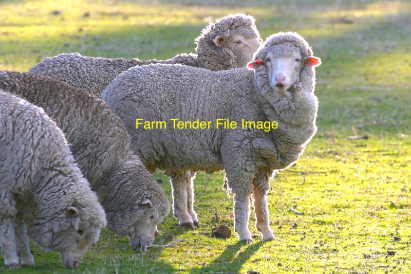 WANTED Merino Sheep