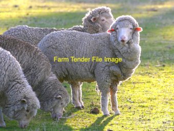 WANTED Merino Sheep