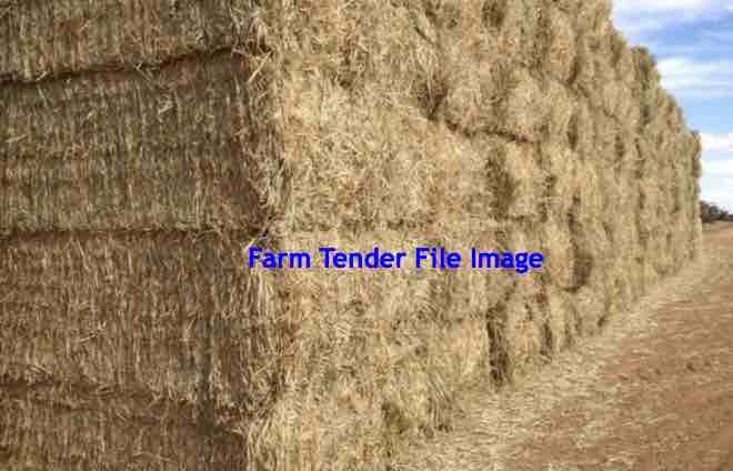 1000 m/t Header Trailed Wheaten Straw