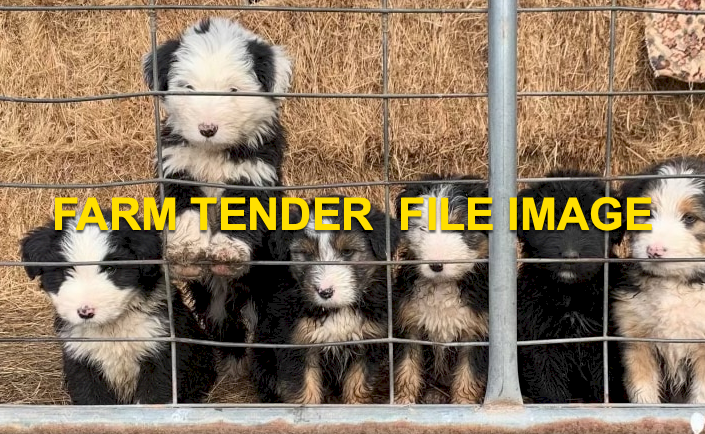 WANTED Smithfield Pup or Working Dog