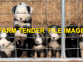 WANTED Smithfield Pup or Working Dog