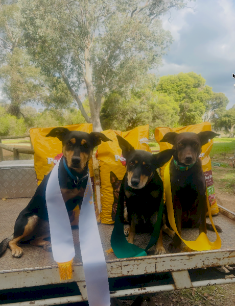 Trained WKC Kelpie