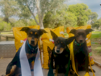 Trained WKC Kelpie