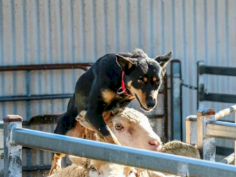 Trained WKC Kelpie